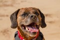 Happy Dog playing fetch on a seaside sandy beach