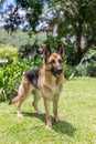 Happy dog playing, dog German Shepherd, on nature green background