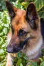 Happy dog playing, dog German Shepherd, on nature green background