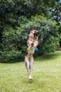 Happy dog playing, dog German Shepherd, on nature green background