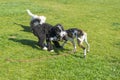 Happy dog playing on green lawn in the garden Royalty Free Stock Photo