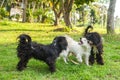 Happy dog playing and rush in grass Royalty Free Stock Photo