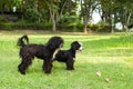 Happy dog playing and rush in grass Royalty Free Stock Photo