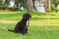 Happy dog playing and rush in grass Royalty Free Stock Photo