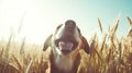 Happy dog playing wheat field summer sun Royalty Free Stock Photo