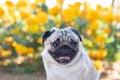 Happy Dog Pug Breed smile and with flowers fields in background