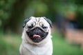 Happy dog pug breed smile