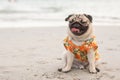 Happy dog pug breed wearing Aloha shirts sitting on beach feeling so happiness Royalty Free Stock Photo