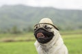 Happy Dog Pug Breed wearing farmer hat smile with rice fields with mountain in background