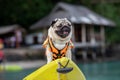 Happy dog pug breed wearing life jacket and standing on kayak