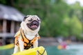 Happy dog pug breed wearing life jacket and standing on kayak