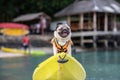 Happy dog pug breed wearing life jacket and standing on kayak