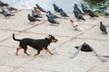 Happy dog puppy chasing pigeons freedom run ears funny domestic animals Royalty Free Stock Photo