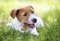 Happy dog puppy chewing bone Royalty Free Stock Photo