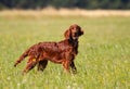 Happy dog puppy panting in the meadow grass, outdoor summer Royalty Free Stock Photo