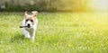 Happy dog puppy running with a stick Royalty Free Stock Photo