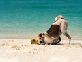 Happy dog put it head on sand beach with the beautiful sea background. Black and white funny dog playing on beach at sea in summer