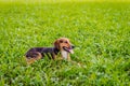 Happy dog relaxing outdoors on the lawn enjoying nature relaxing joyfully Royalty Free Stock Photo