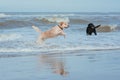 Happy dog retriever at the sea coast Royalty Free Stock Photo