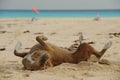 Happy dog rolling around in sand on beach Royalty Free Stock Photo