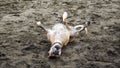 Happy Dog Rolling on Beach