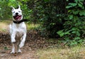 Happy dog runnig wild Royalty Free Stock Photo