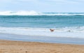 Happy dog running along a sandy beach beautiful turquoise sea Royalty Free Stock Photo