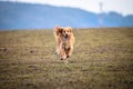 Happy dog, running with a ball Royalty Free Stock Photo
