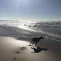 Happy dog running at the beach with the sun coming down Royalty Free Stock Photo