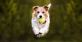 Happy dog running and bringing a ball, puppy training banner Royalty Free Stock Photo