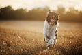 Happy Czech Mountain Dog running on field