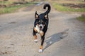 Happy dog is running with flappy ears