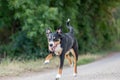 Happy dog is running with flappy ears, Appenzeller Sennenhund