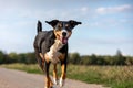 Happy dog is running with flappy ears, Appenzeller Sennenhund