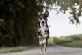 Happy dog is running with flappy ears, Appenzeller Sennenhund