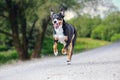 Happy dog is running with flappy ears, Appenzeller Sennenhund