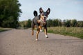Happy dog is running with flappy ears, Appenzeller Sennenhund