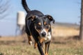 Happy dog is running with flappy ears, Appenzeller Sennenhund