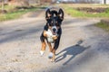 Happy dog is running with flappy ears