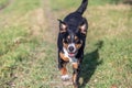 Happy dog is running with flappy ears trough a garden with green grass