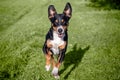 Happy dog is running with flappy ears trough a garden with green grass