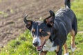 Happy dog is running with flappy ears trough a garden with green grass