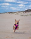 Happy dog running free on the sand at the beach Royalty Free Stock Photo