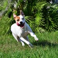 Happy dog running in grass toward camera high speed shot. Brown and white mixed breed with tongue out. Playful, young, youthful,