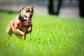 Happy dog running through green grass. Royalty Free Stock Photo