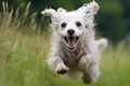 Happy dog running and jumping in green grass on a summer day Royalty Free Stock Photo