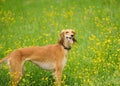 Happy dog running through a meadow with buttercups