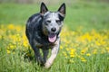 Happy dog running through a meadow with dandelions. Royalty Free Stock Photo