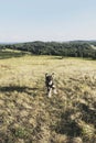 Happy dog running through a meadow. Royalty Free Stock Photo