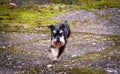 Happy dog running, playing, have a nice day, being outside Royalty Free Stock Photo